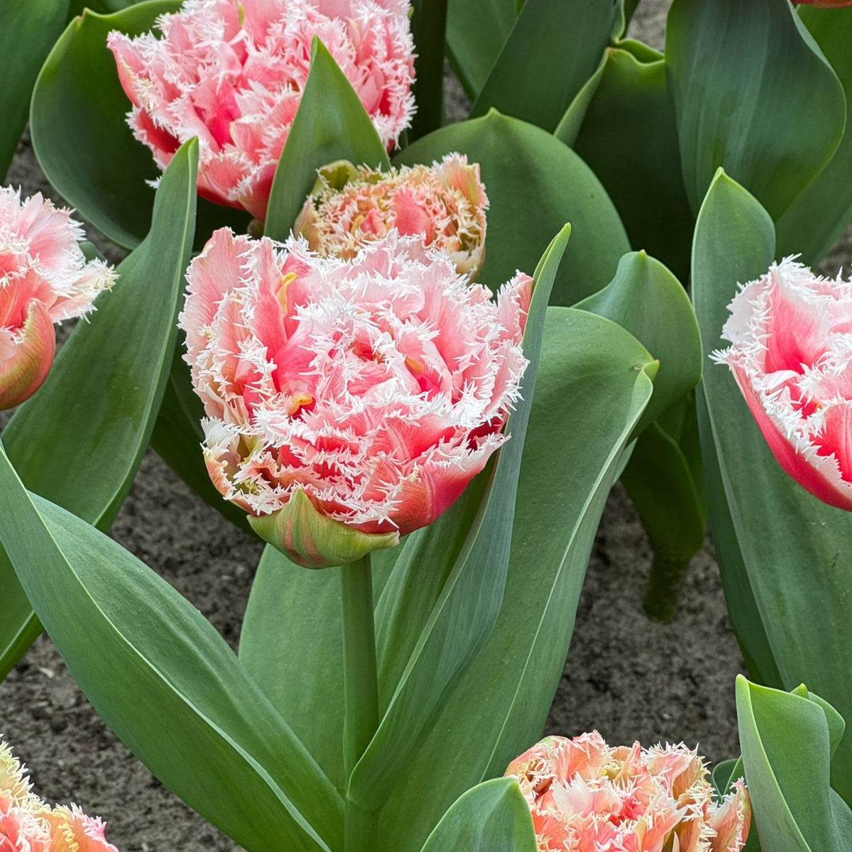 Lot De 15 Tulipes Queensland – Plante D'Extérieur