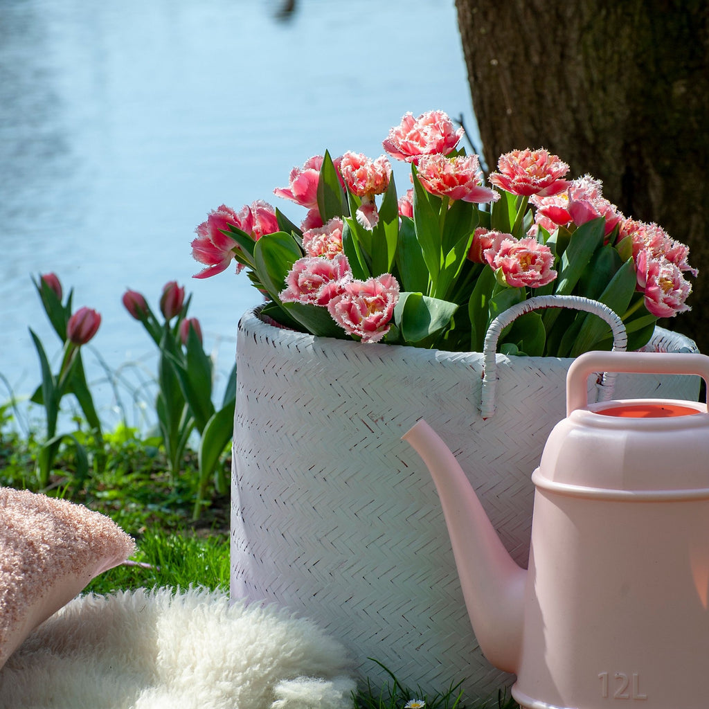 Lot De 15 Tulipes Queensland – Plante D'Extérieur