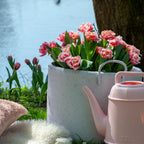 Lot De 15 Tulipes Queensland – Plante D'Extérieur