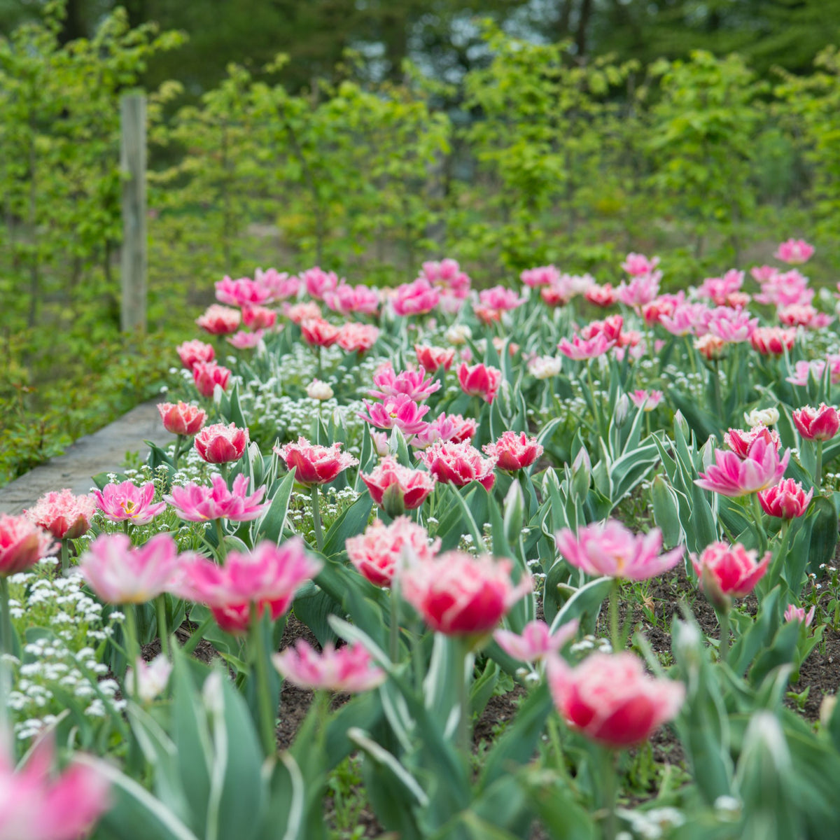 Lot De 15 Tulipes Queensland – Plante D'Extérieur