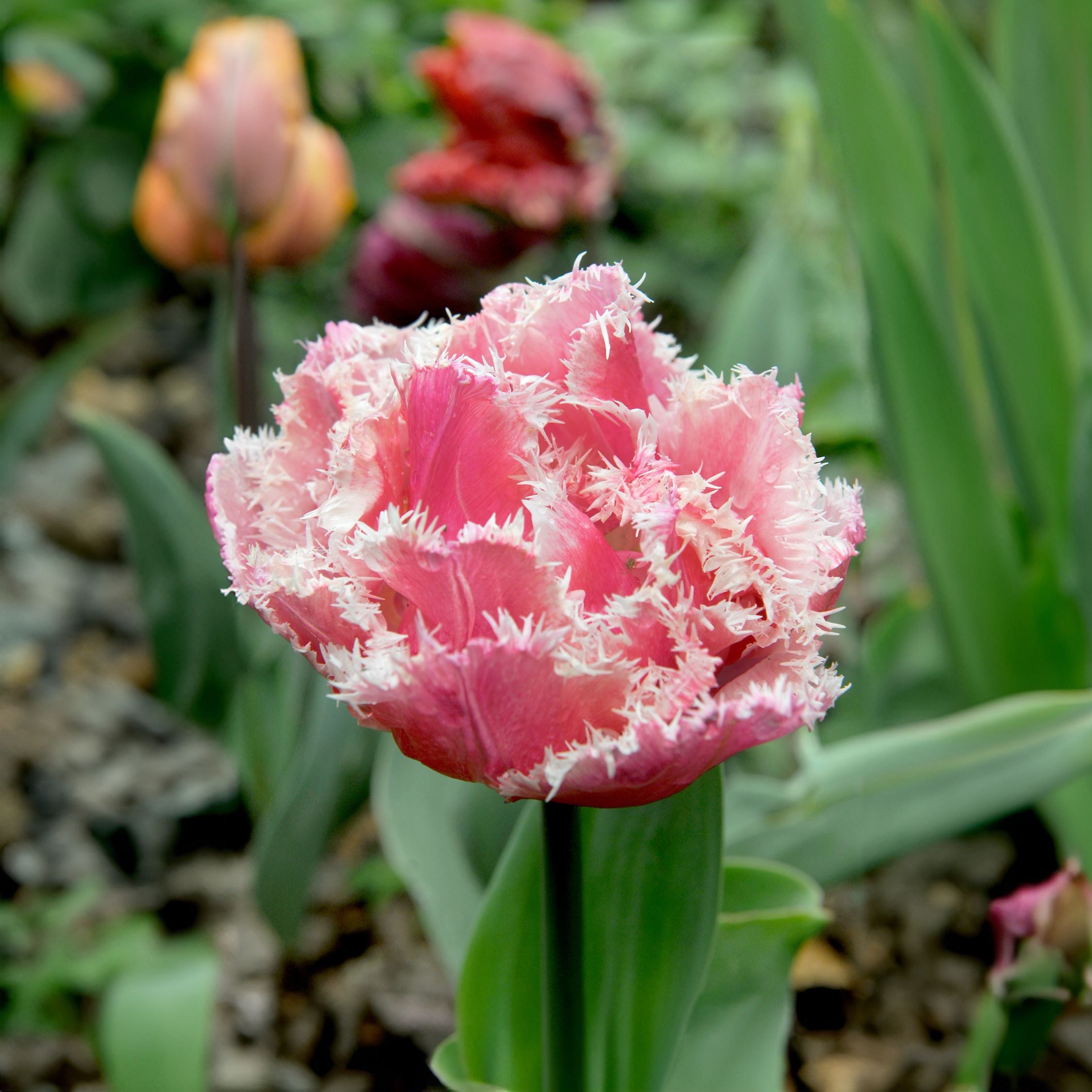 Lot De 15 Tulipes Queensland – Plante D'Extérieur