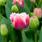 Lot De 15 Tulipes Queensland – Plante D'Extérieur