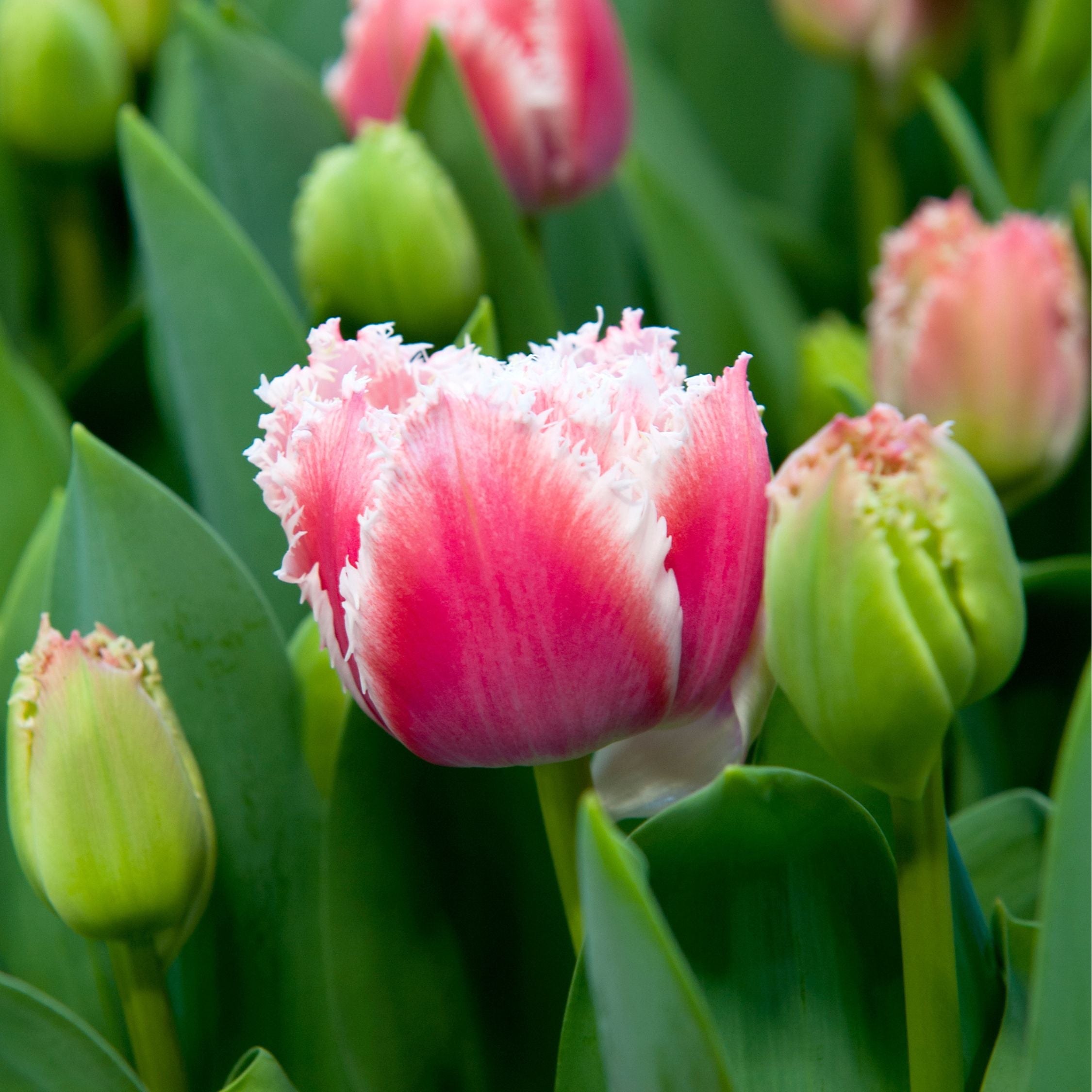 Lot De 15 Tulipes Queensland – Plante D'Extérieur
