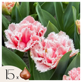 Lot De 15 Tulipes Queensland – Plante D'Extérieur