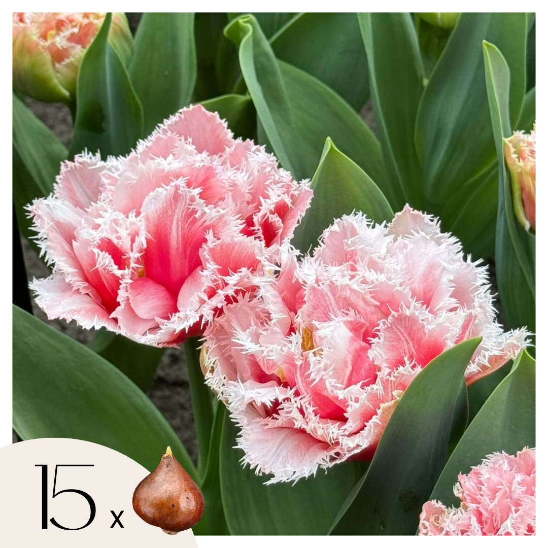 Lot De 15 Tulipes Queensland – Plante D'Extérieur