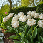 Lot De 15 Tulipes Snow Crystal – Plante D'Extérieur
