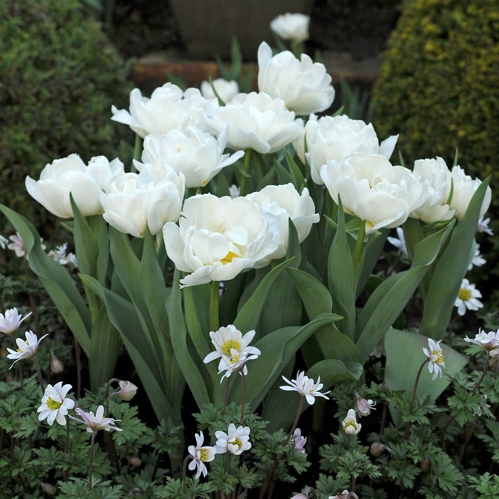 Lot De 15 Tulipes Snow Crystal – Plante D'Extérieur