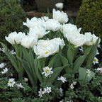 Lot De 15 Tulipes Snow Crystal – Plante D'Extérieur