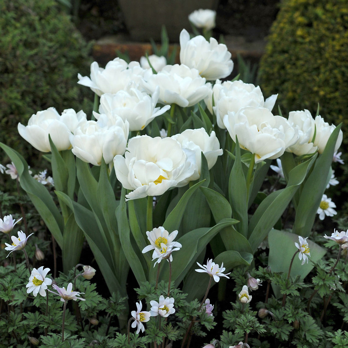 Lot De 15 Tulipes Snow Crystal – Plante D'Extérieur