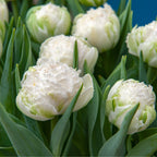 Lot De 15 Tulipes Snow Crystal – Plante D'Extérieur