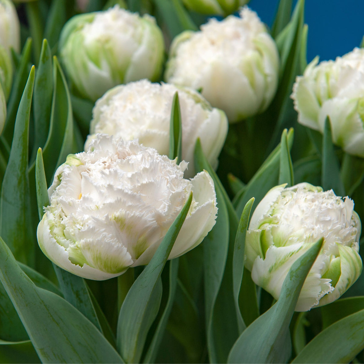 Lot De 15 Tulipes Snow Crystal – Plante D'Extérieur
