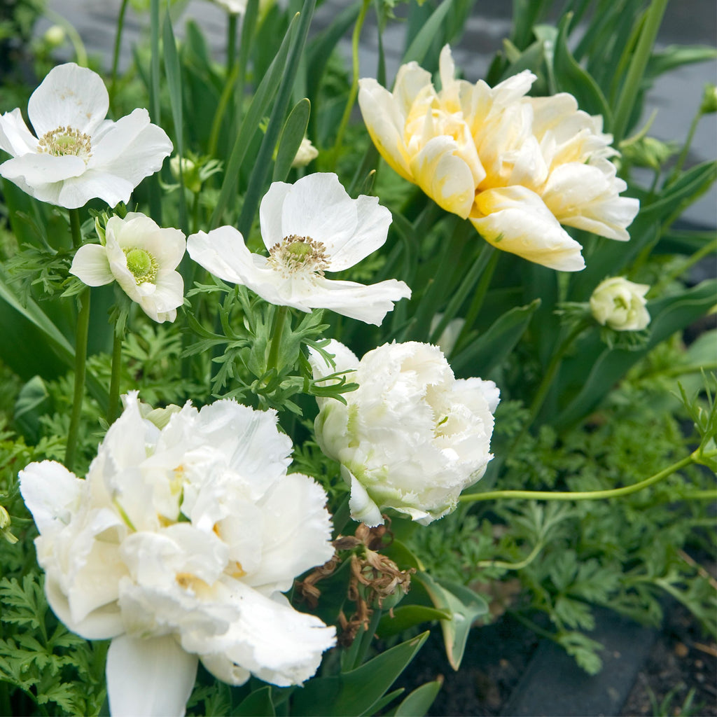 Lot De 15 Tulipes Snow Crystal – Plante D'Extérieur