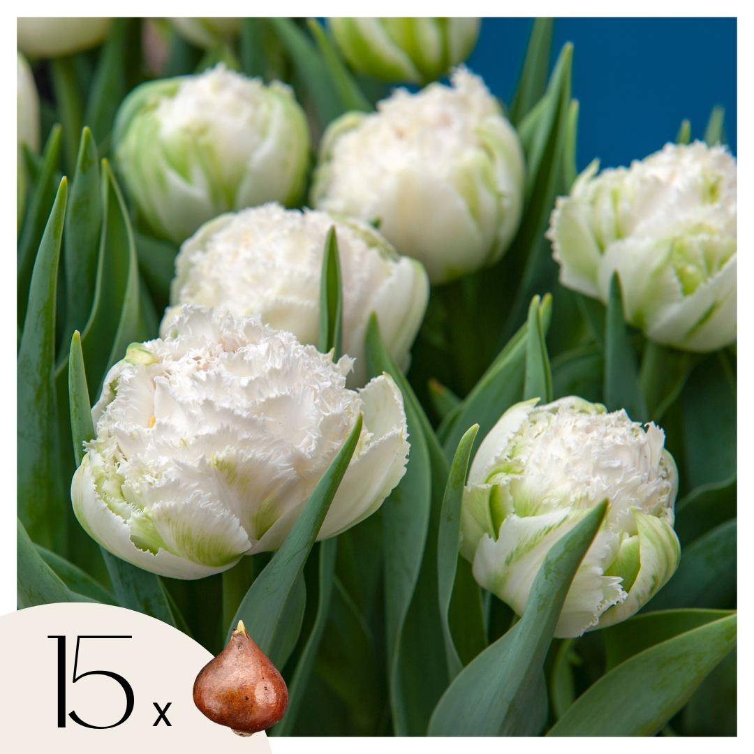 Lot De 15 Tulipes Snow Crystal – Plante D'Extérieur