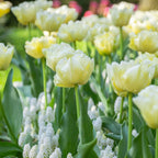 Set of 14 Avant Garde Tulips – Outdoor Plant