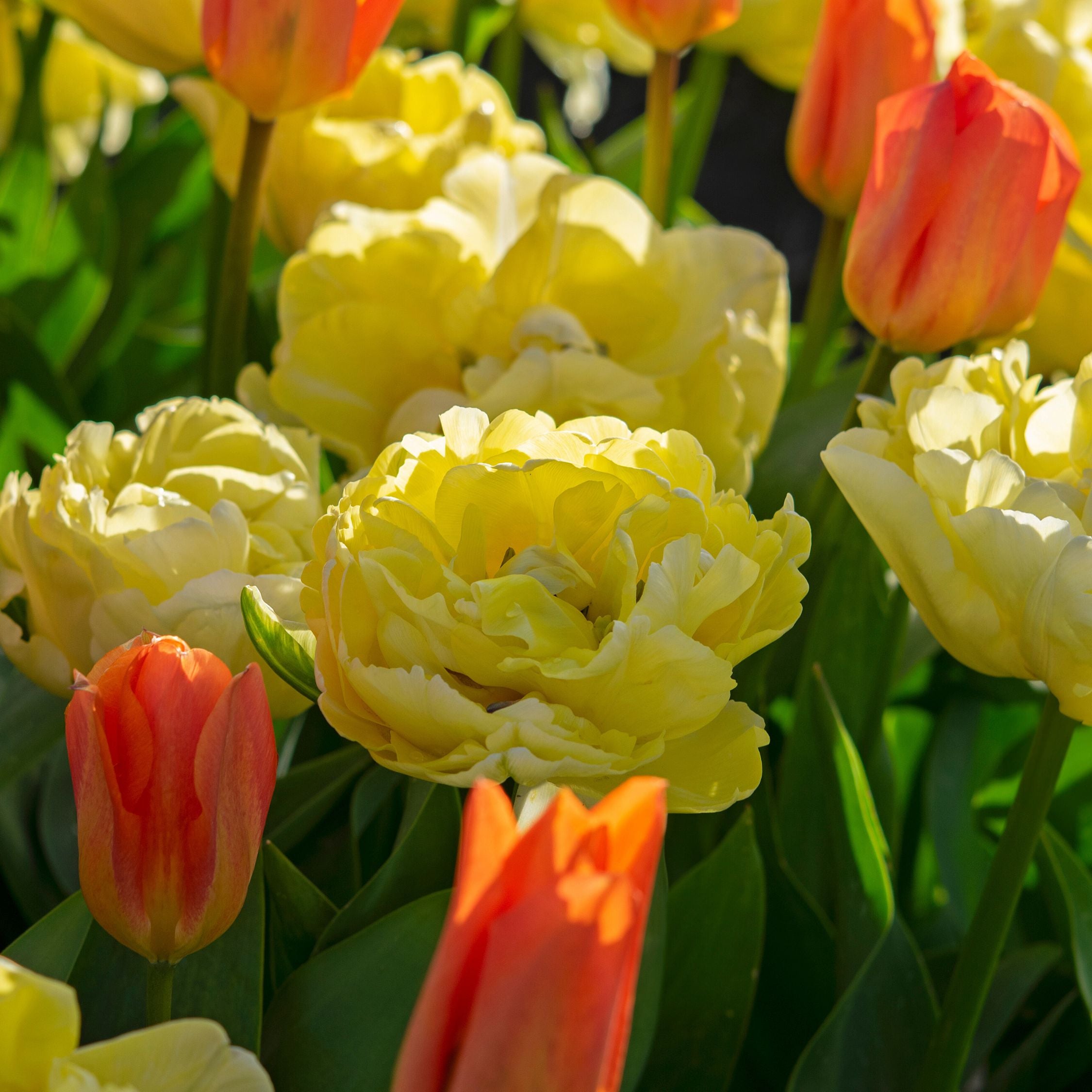 Set of 14 Avant Garde Tulips – Outdoor Plant
