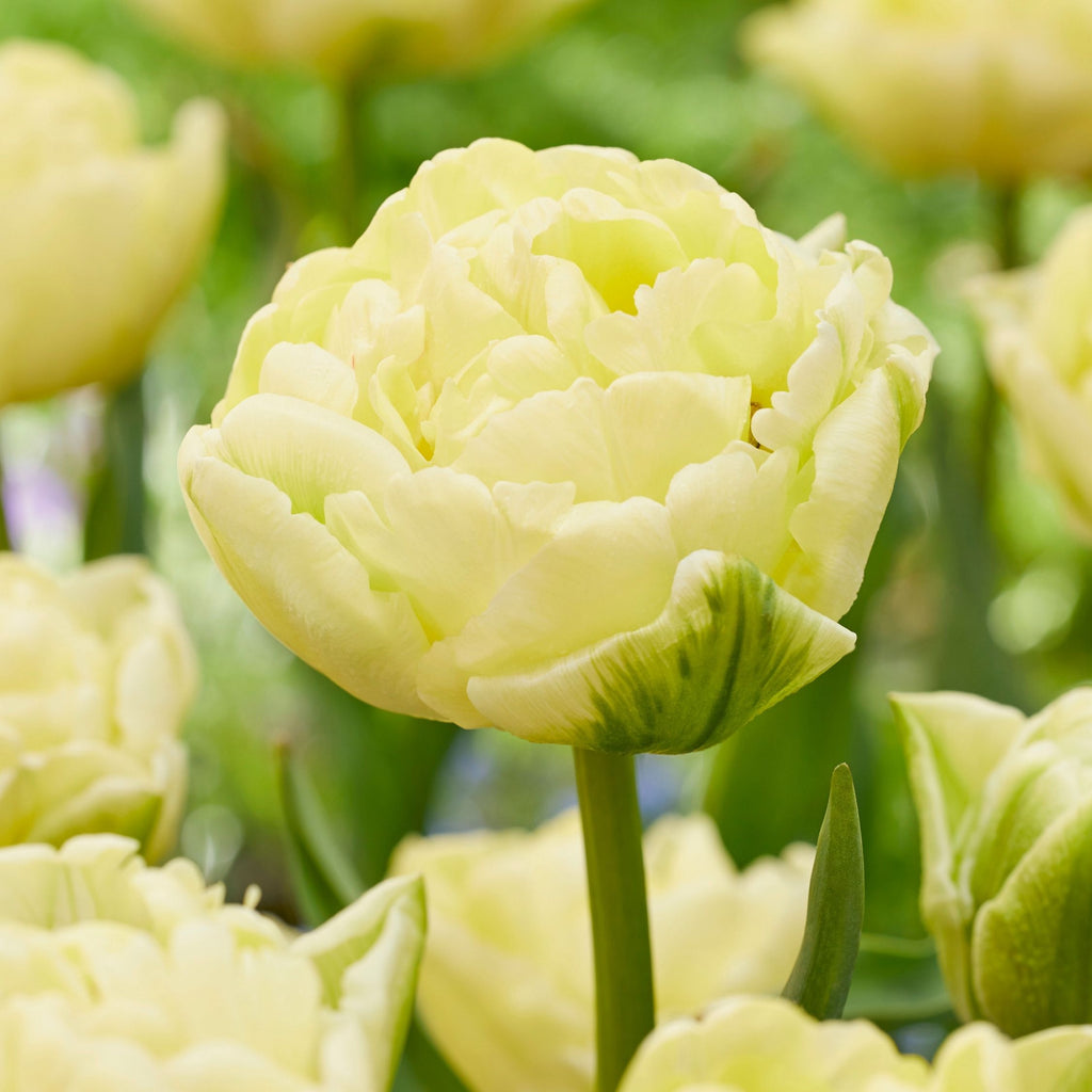Set of 14 Avant Garde Tulips – Outdoor Plant