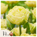 Set of 14 Avant Garde Tulips – Outdoor Plant