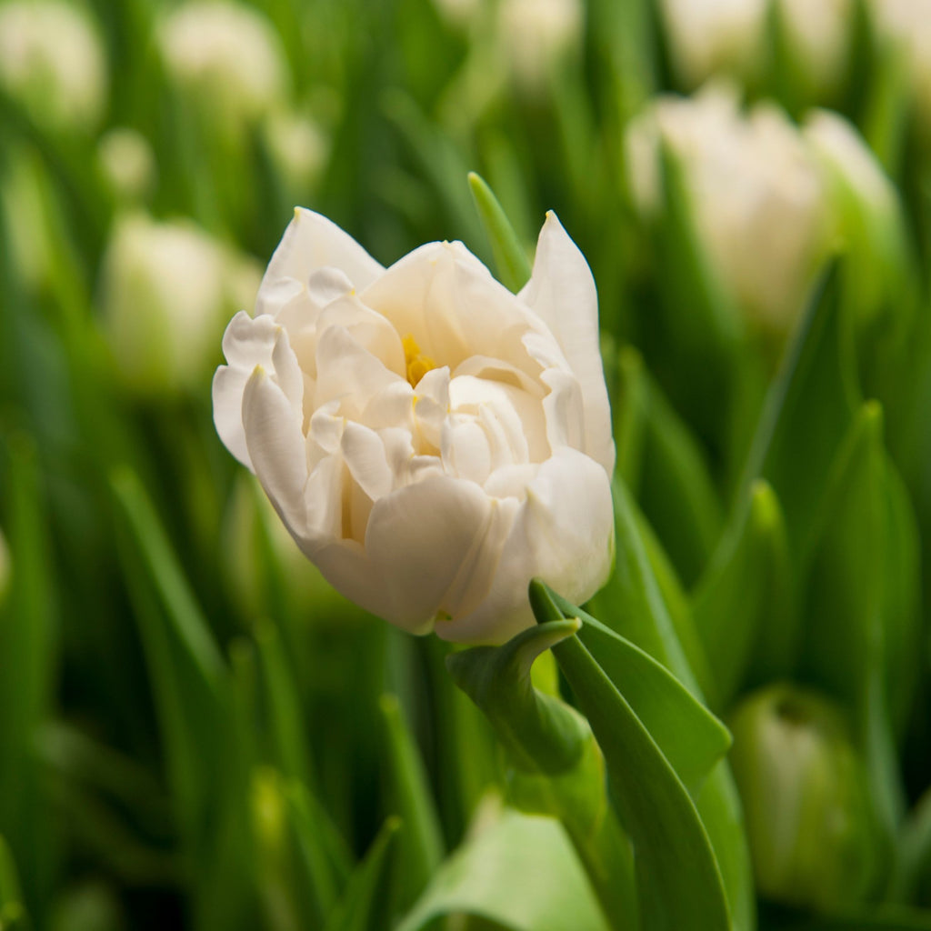 Lot De 14 Tulipes Northcap – Plante D'Extérieur