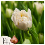 Lot De 14 Tulipes Northcap – Plante D'Extérieur