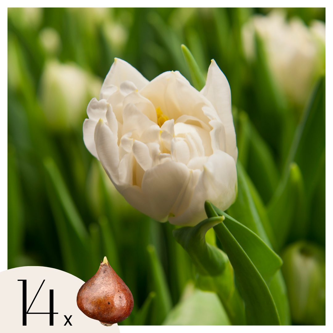 Lot De 14 Tulipes Northcap – Plante D'Extérieur
