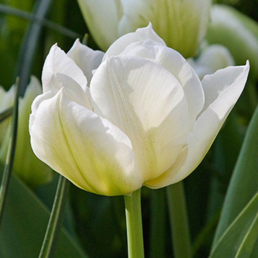 Lot De 14 Tulipes Northcap – Plante D'Extérieur