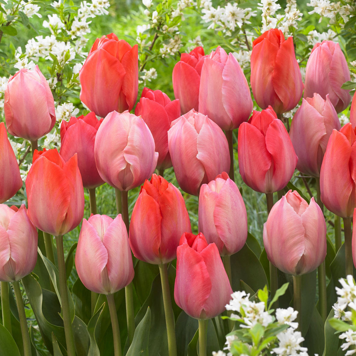 Mezcla de 40 tulipanes rosas y rojos – Planta de exterior