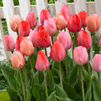 Mezcla de 40 tulipanes rosas y rojos – Planta de exterior