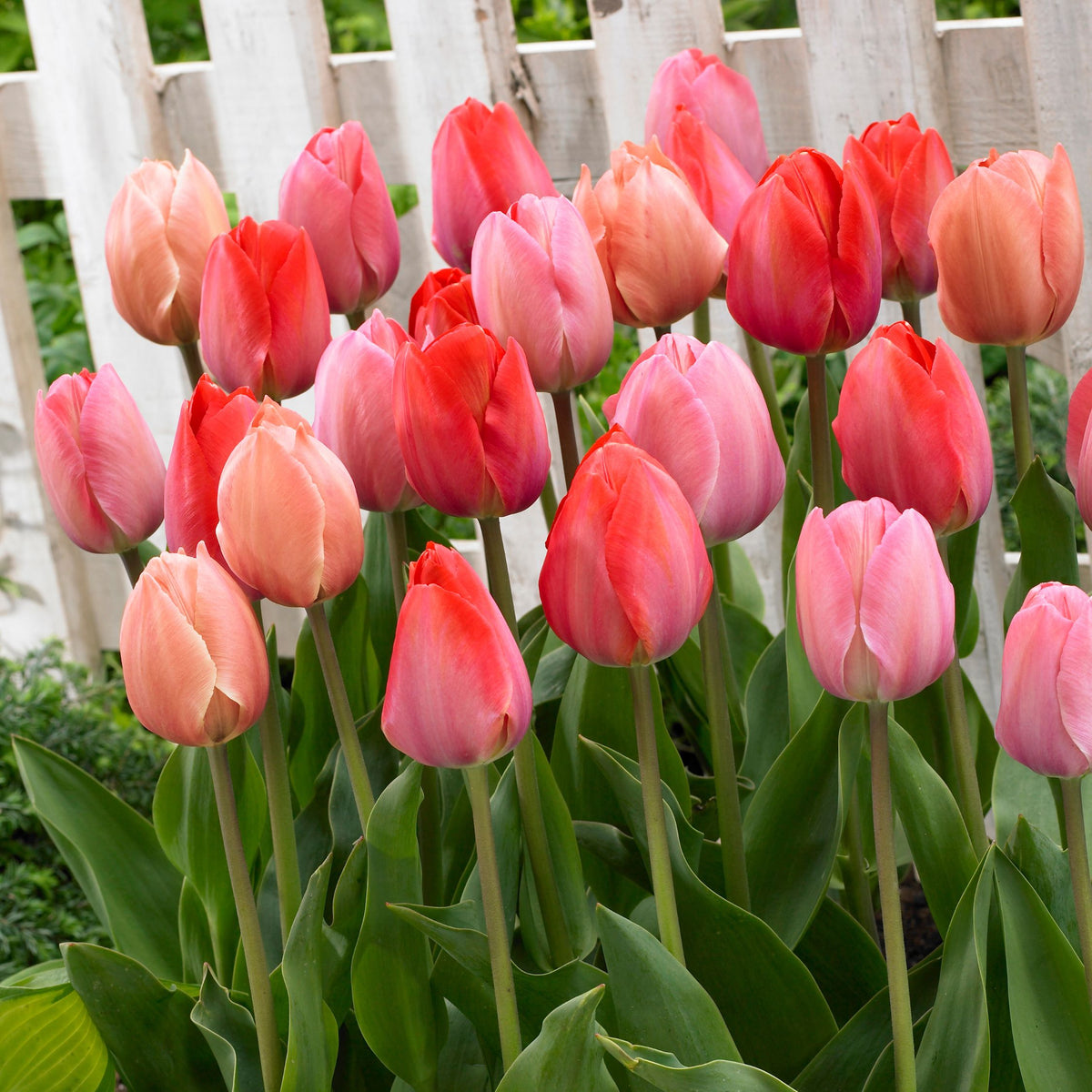 Mezcla de 40 tulipanes rosas y rojos – Planta de exterior