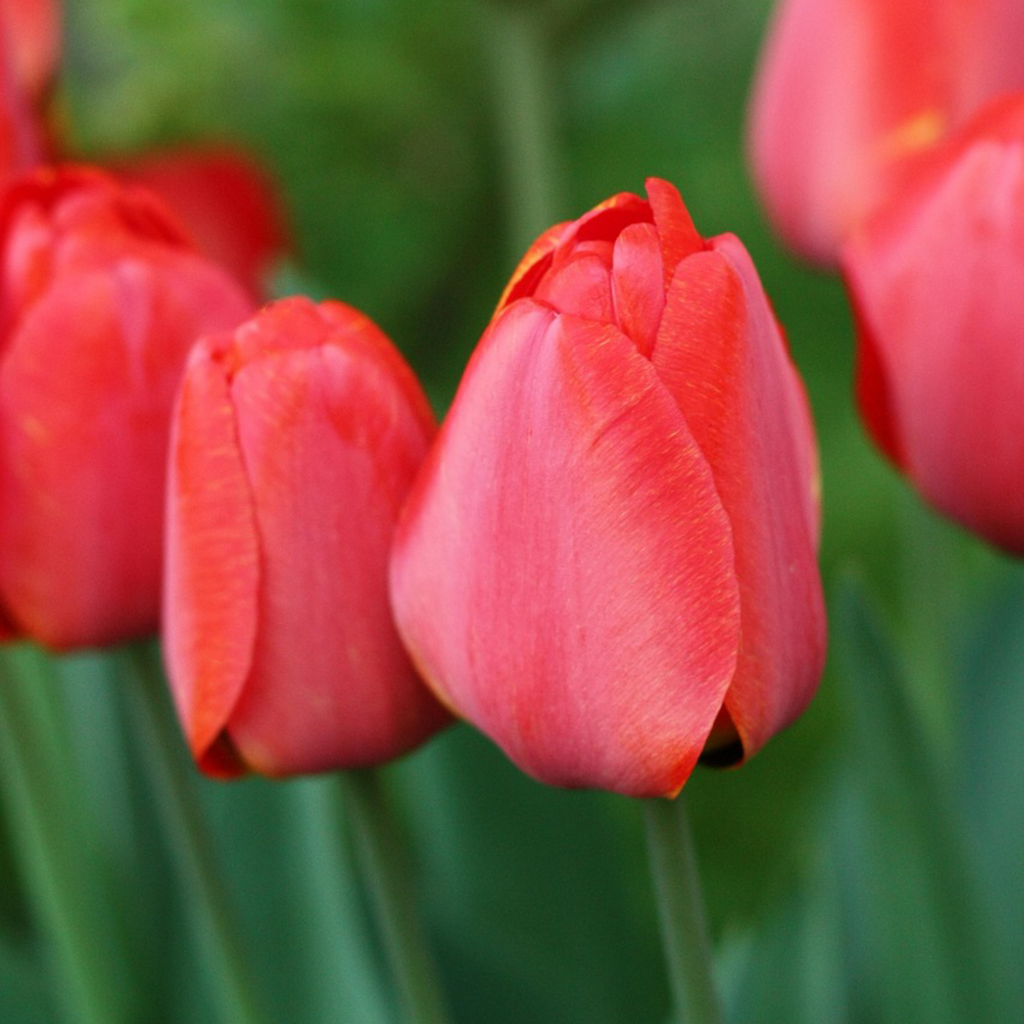 Mezcla de 40 tulipanes rosas y rojos – Planta de exterior