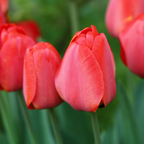 Mezcla de 40 tulipanes rosas y rojos – Planta de exterior
