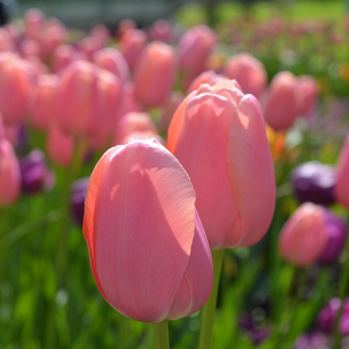 Mezcla de 40 tulipanes rosas y rojos – Planta de exterior
