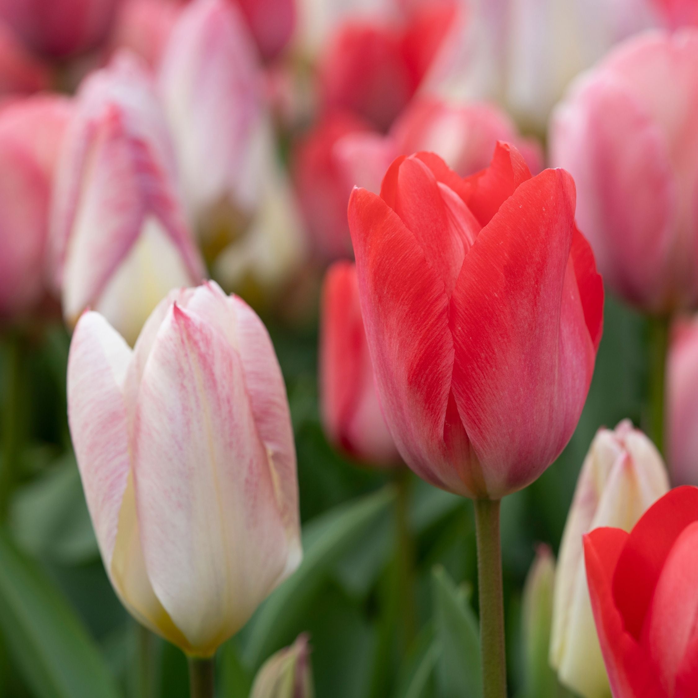 Mezcla de 40 tulipanes rosas y rojos – Planta de exterior