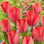 Mezcla de 40 tulipanes rosas y rojos – Planta de exterior