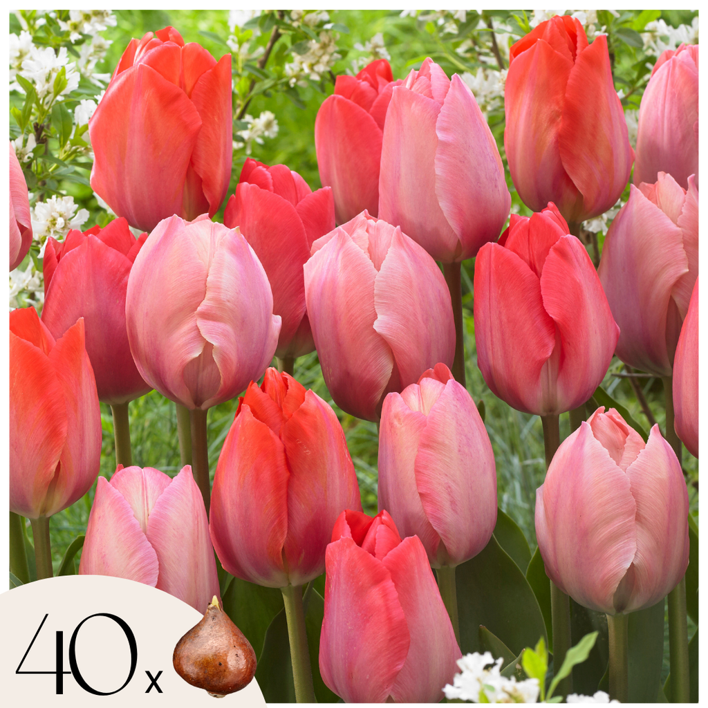 Mezcla de 40 tulipanes rosas y rojos – Planta de exterior