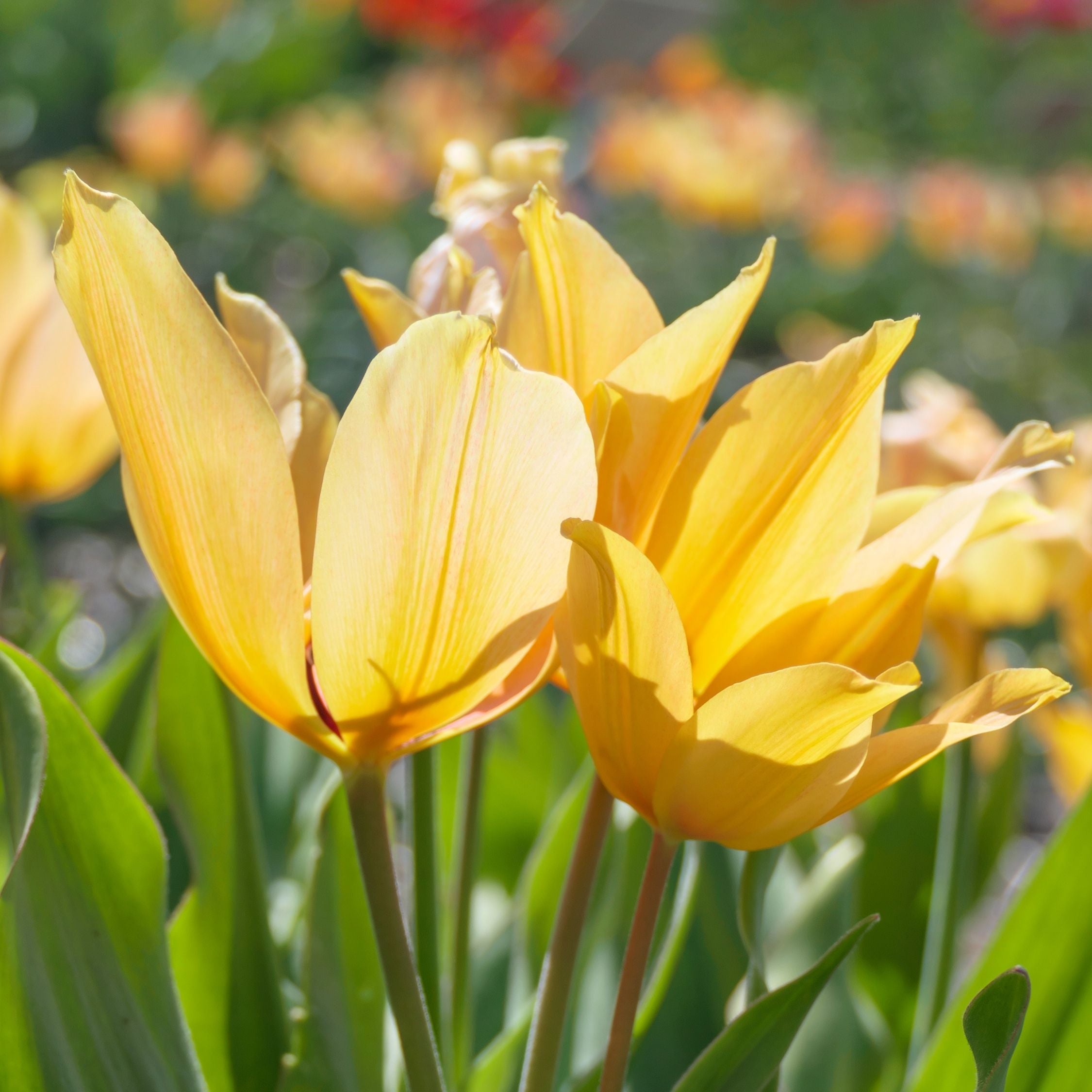 Lot De 40 Tulipes Shogun – Plante D'Extérieur