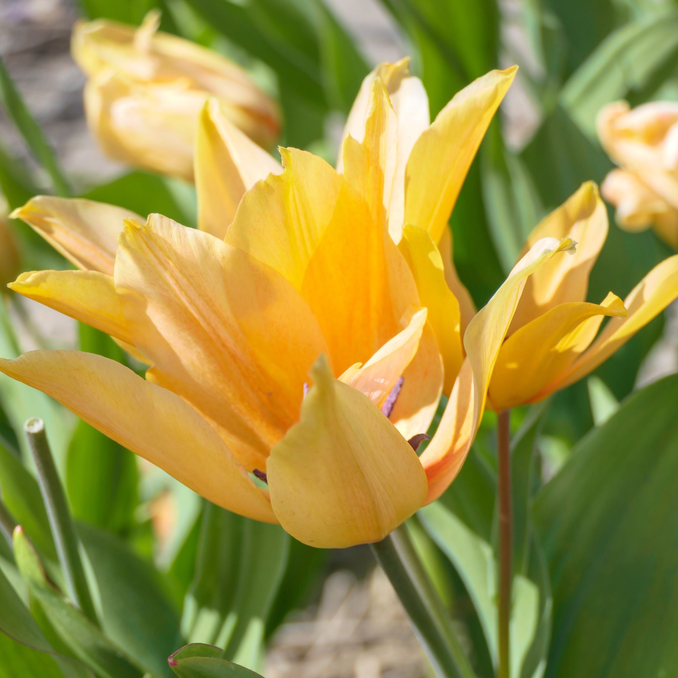 Lot De 40 Tulipes Shogun – Plante D'Extérieur