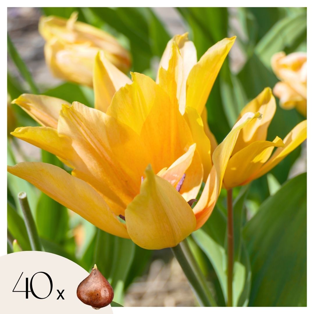Lot De 40 Tulipes Shogun – Plante D'Extérieur