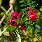 Lot De 40 Tulipes Little Beauty – Plante D'Extérieur