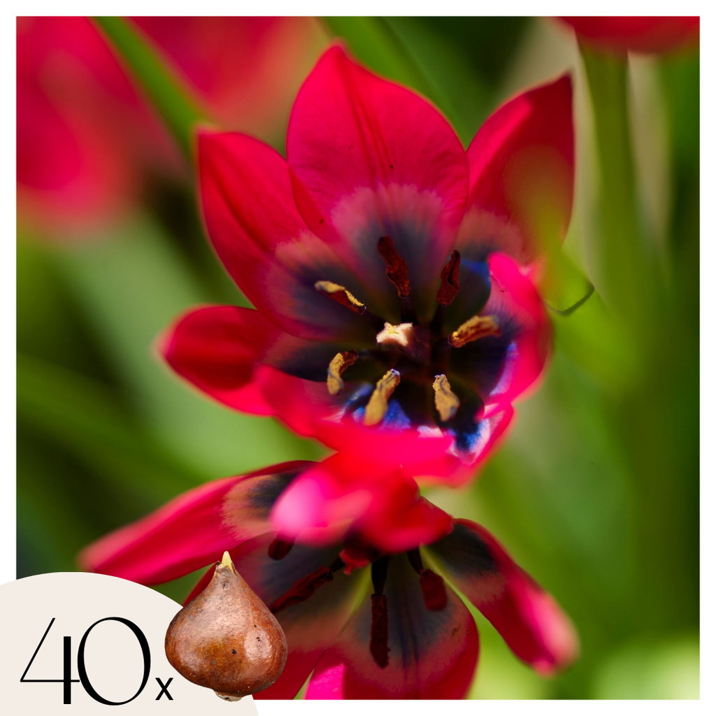 Lot De 40 Tulipes Little Beauty – Plante D'Extérieur