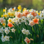 Mezcla de 10 narcisos de flores dobles – Planta de exterior