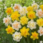 Mezcla de 10 narcisos de flores dobles – Planta de exterior