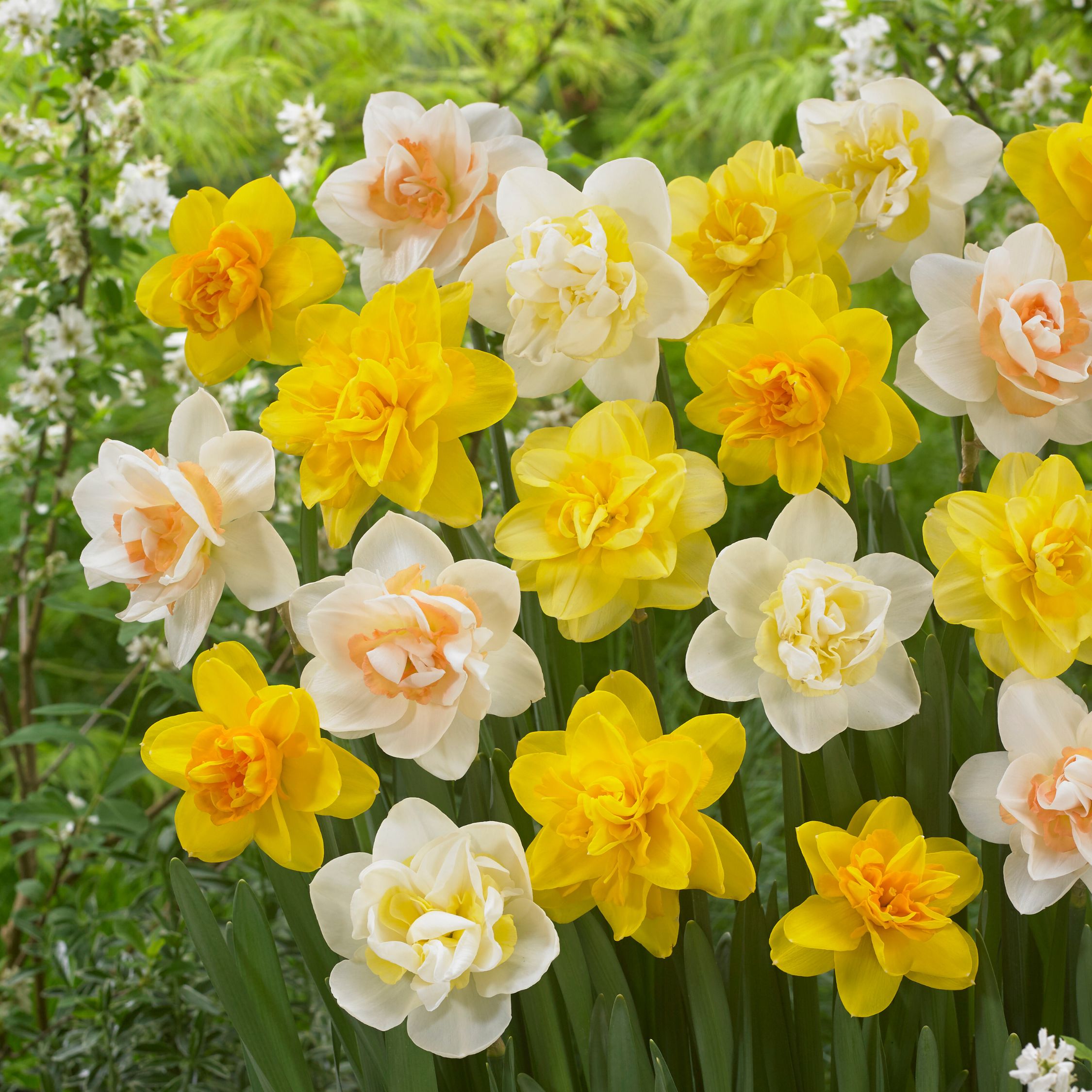 Mezcla de 10 narcisos de flores dobles – Planta de exterior