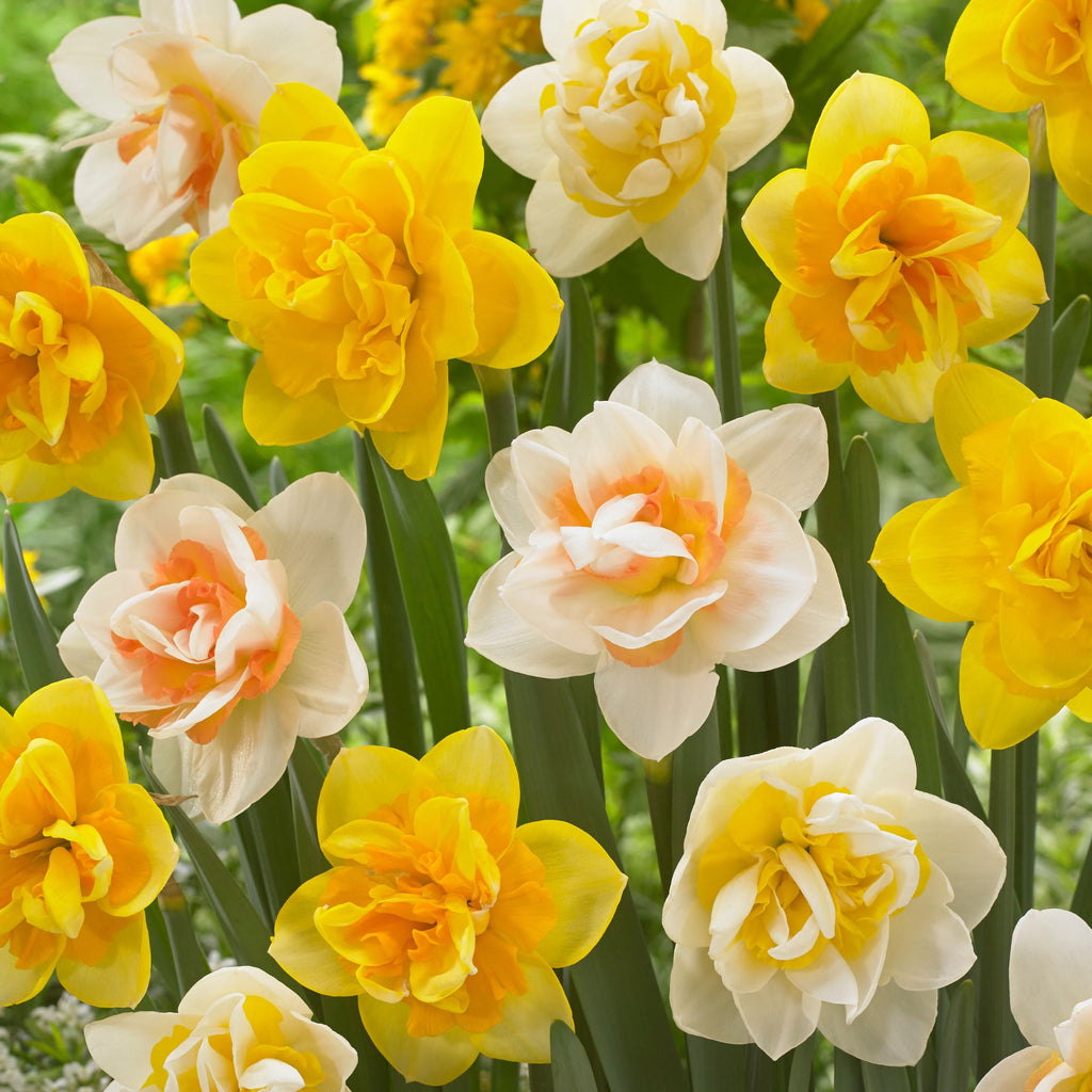Mezcla de 10 narcisos de flores dobles – Planta de exterior