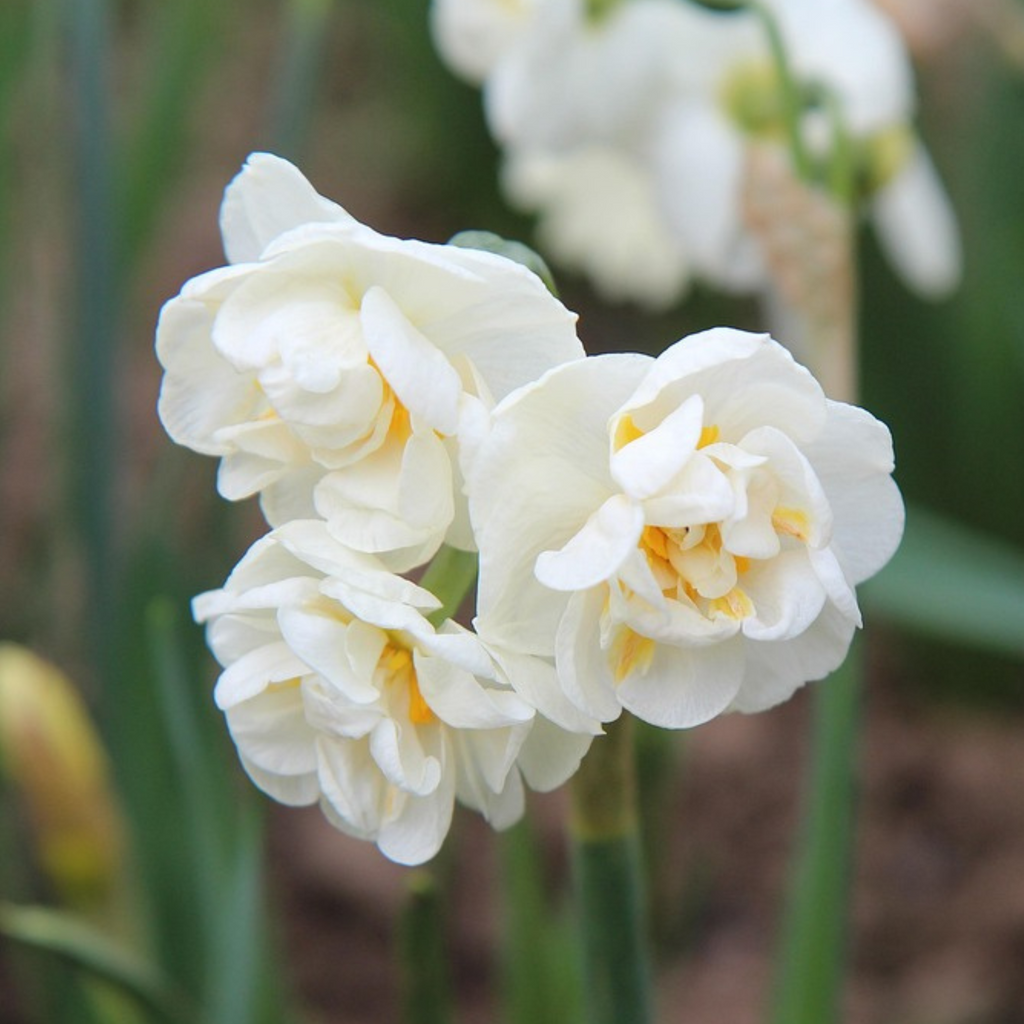 Mezcla de 10 narcisos de flores dobles – Planta de exterior