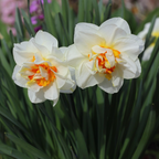 Mezcla de 10 narcisos de flores dobles – Planta de exterior