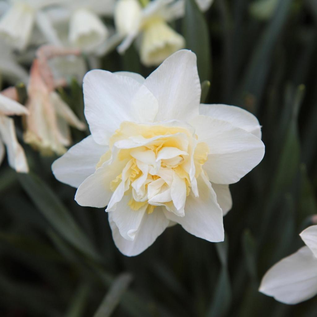 Mezcla de 10 narcisos de flores dobles – Planta de exterior