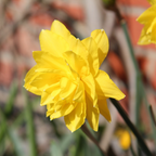 Mezcla de 10 narcisos de flores dobles – Planta de exterior