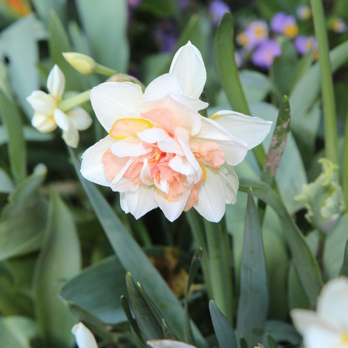 Mezcla de 10 narcisos de flores dobles – Planta de exterior