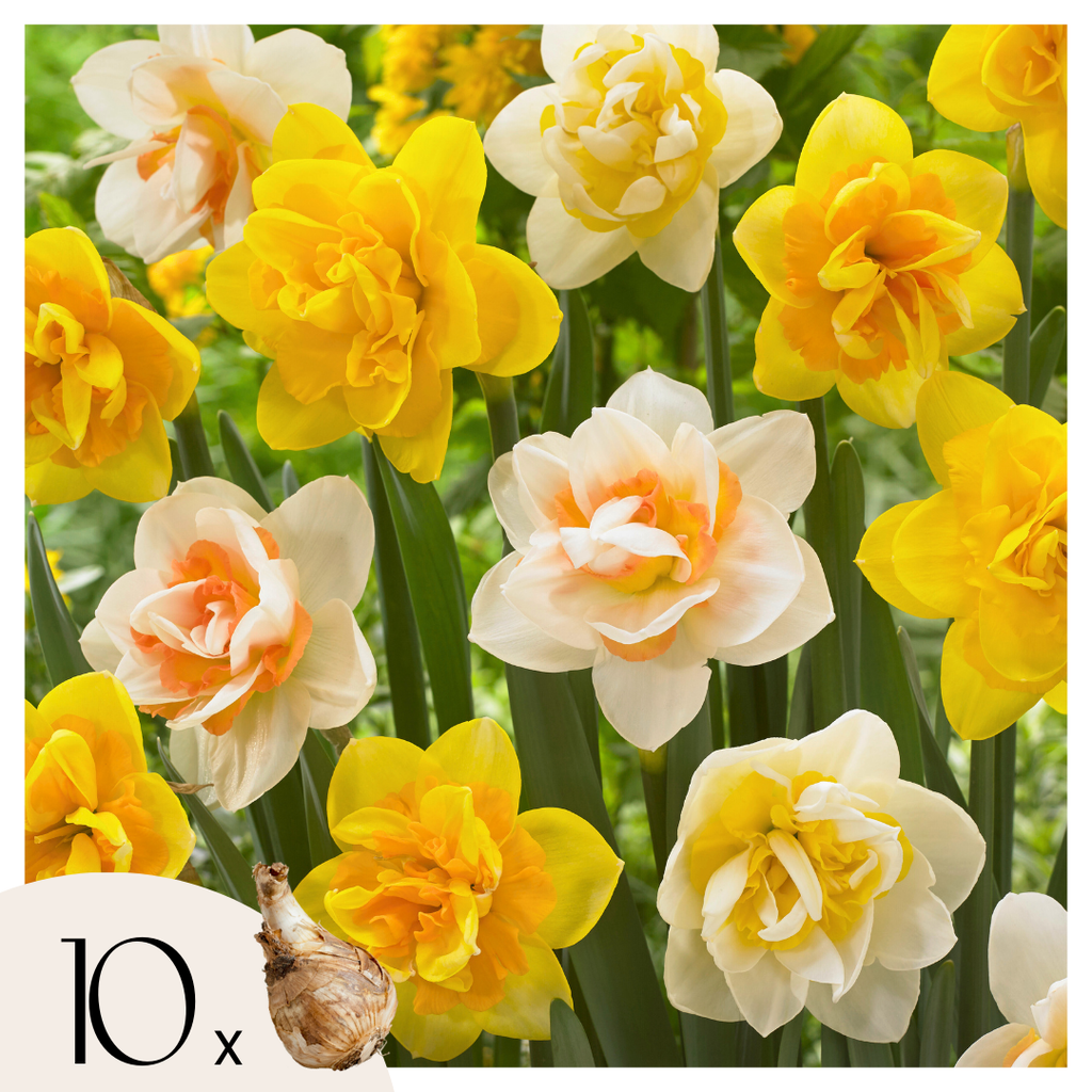 Mezcla de 10 narcisos de flores dobles – Planta de exterior