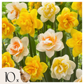 Mezcla de 10 narcisos de flores dobles – Planta de exterior